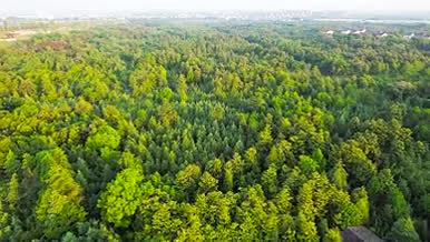 4K航拍森林风景自然风光树林树木视频的预览图